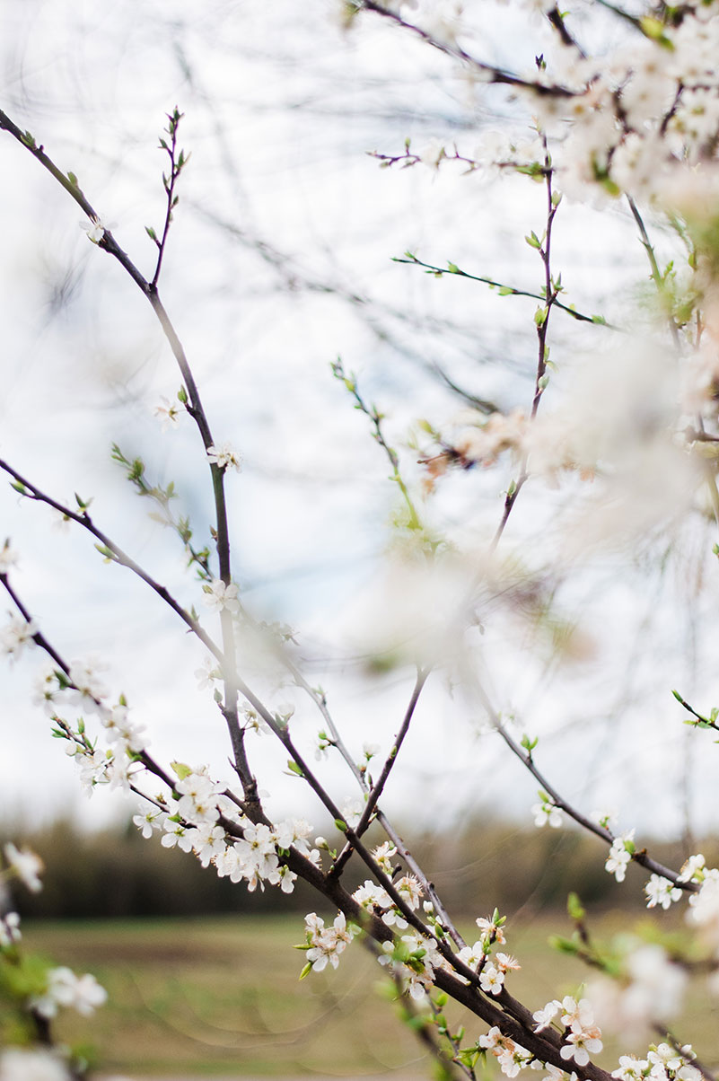 Nature Photography Nanette Marie Photography